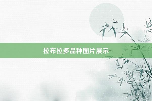 拉布拉多品种图片展示